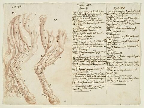 Deux études de patte et cuisse droite d'un cheval écorché