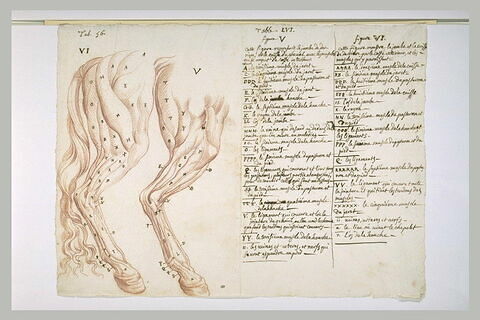 Deux études de patte et cuisse droite d'un cheval écorché, image 2/2