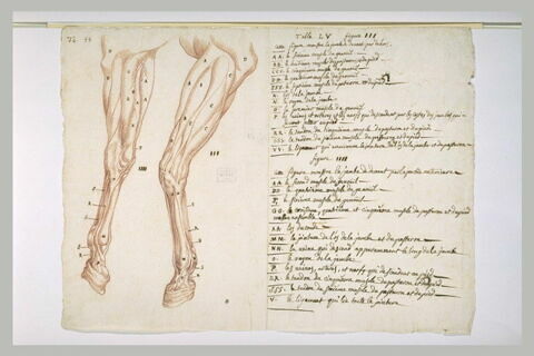 Deux études de jambes gauche d'un cheval écorché, et indications des muscles, image 2/2