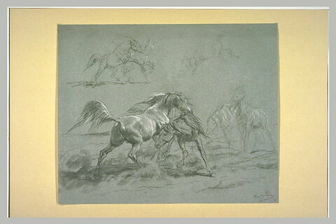 Des chevaux se battant, image 2/2