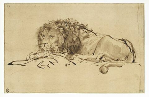 Lion au repos