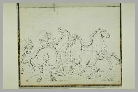 Etude de cinq chevaux