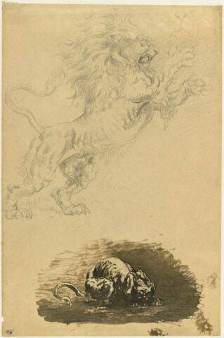 Lion en fureur, croquis de mufle, et fauve accroupi