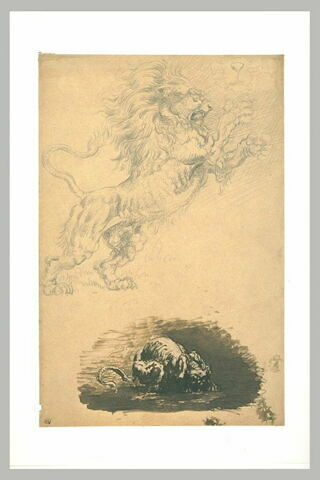 Lion en fureur, croquis de mufle, et fauve accroupi, image 2/2