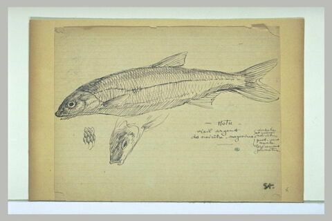 Poisson, tête de poisson, et croquis d'écailles