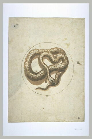 Serpent enroulé sur lui-même, image 2/2