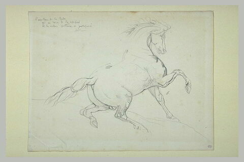 Cheval cabré, de profil à droite, image 2/2