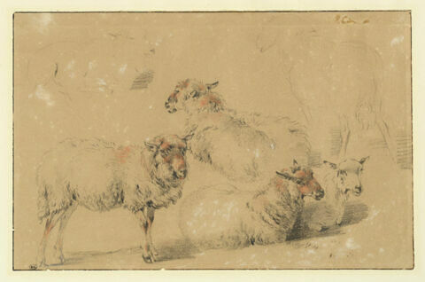 Etude de six moutons, image 3/3