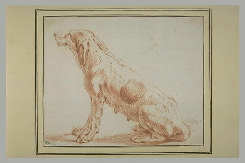 Etude d'une chienne assise