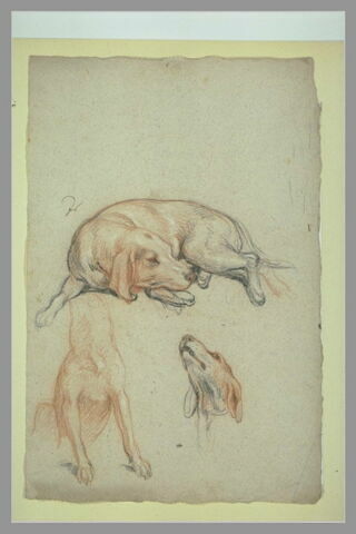 Etudes de chiens, image 2/2