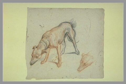 Etudes de chien, image 2/2