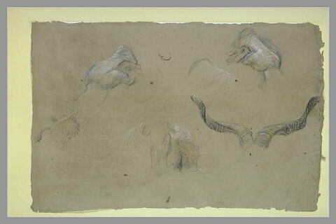 Etudes de cornes et autres études, image 2/2