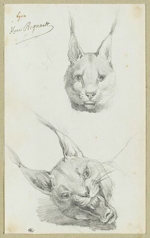 Deux têtes de lynx