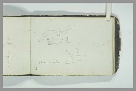 Etude des proportions du crâne d'un élan mâle