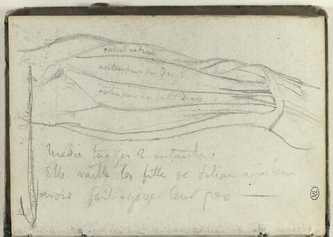 Etude d'une jambe avec indications des muscles