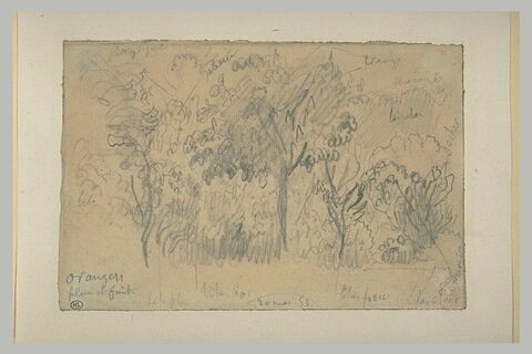 Etude d'arbres, image 2/2