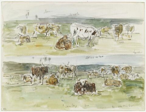 Troupeaux de vaches à Fervaques