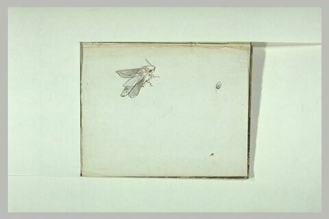 Insecte volant, image 2/2