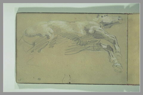 Etude de cheval mort, image 2/2