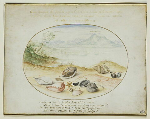 Coquillages avec vue de Naples et du Vésuve au fond