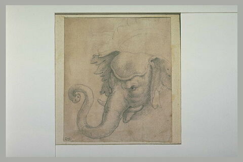 Tête d'éléphant, image 2/2