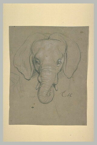 Tête d'éléphant, image 2/2