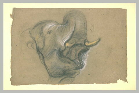 Tête d'un éléphant barissant, image 2/3