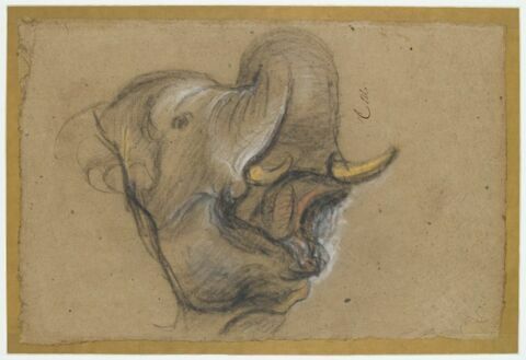 Tête d'un éléphant barissant, image 3/3