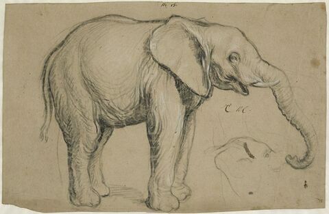 Eléphant de profil