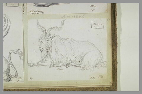 Un bouc, image 2/2