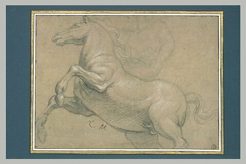 Cheval de profil, galopant vers la gauche, image 2/2