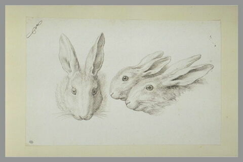 Deux têtes de lièvre et une tête de lapin, image 2/2