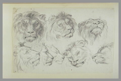 Huit études de têtes de lion et de lionne, image 2/3