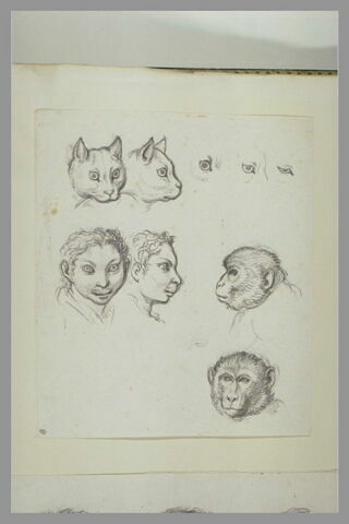 Deux têtes de singe, deux têtes de chat et deux têtes d'homme, image 2/2