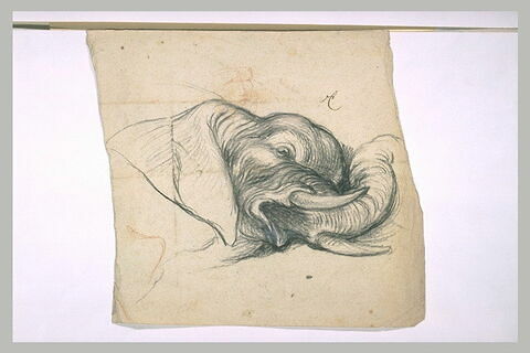 Tête d'éléphant couché, image 2/2