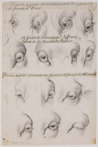 Etudes d'yeux et de sourcils du bouc, du bélier et du mouton