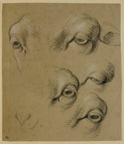 Etudes d'yeux de mouton