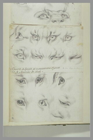 Etudes d'yeux de loup-cervier et de chat, image 2/2