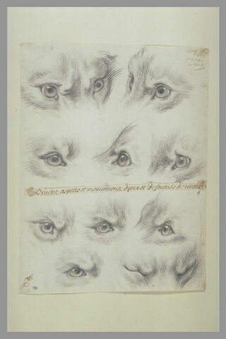 Etudes d'yeux de renard, image 2/2