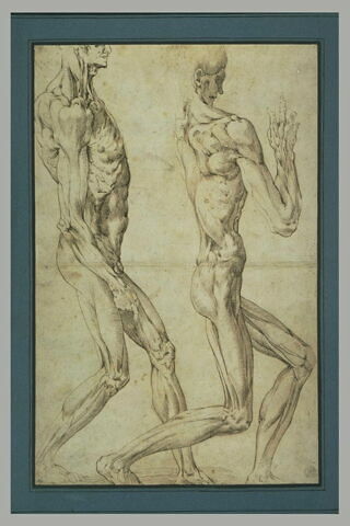 Etudes musculaires de deux hommes marchant