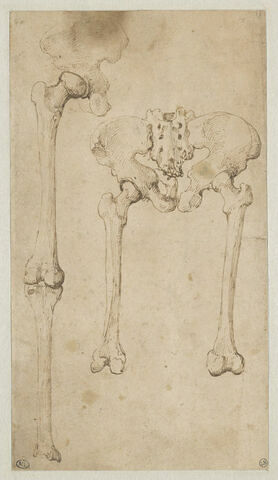 Etudes d'ossements : bassin, fémur et tibia