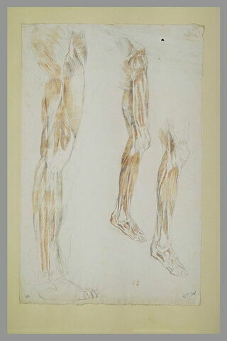 Etudes d'écorché, cuisse, jambes, pied