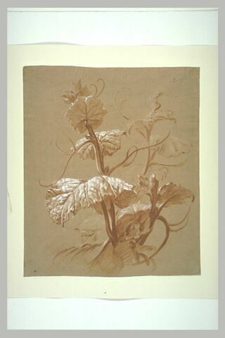 Etude de plante, image 2/2