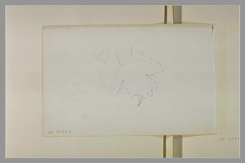 Etude d'une feuille de vigne, image 2/2