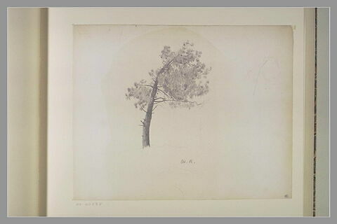 Pin et en haut, à droite, croquis stylisé du même arbre, image 2/2