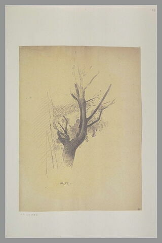 Arbre, image 2/2