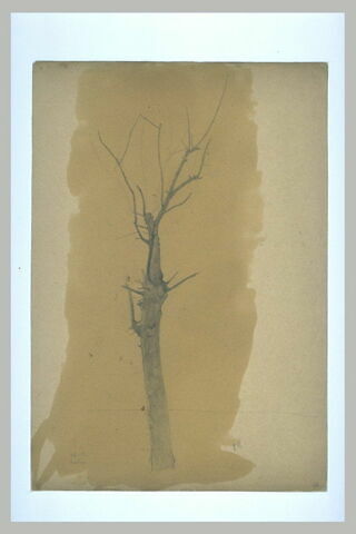 Arbre dénudé, image 2/2