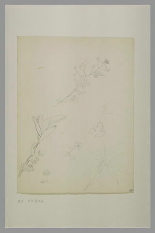 Branches d'arbustes, fleurs, feuille et croquis d'une main gauche