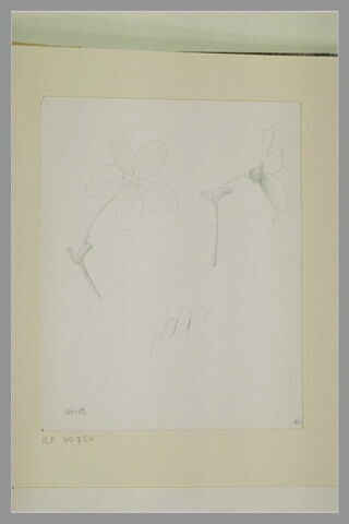 Deux études d'une fleur et croquis inachevé d'une main gauche