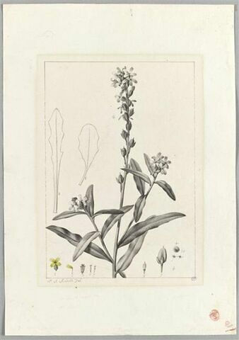 Une plante du jardin de La Malmaison : Alyssum stylare (Crucifères), image 2/2